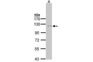 Image no. 1 for anti-Insulin-Degrading Enzyme (IDE) (AA 5-235) antibody (ABIN467550) (IDE antibody  (AA 5-235))