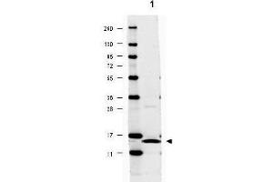 Image no. 2 for anti-Interleukin 17A (IL17A) antibody (ABIN401113) (Interleukin 17a antibody)