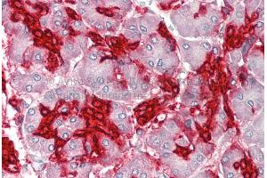 Rabbit Anti-ANXA4 antibody  Formalin Fixed Paraffin Embedded Tissue: Human Adult Pancreas  Observed Staining: Cytoplasm in hepatocytes Primary Antibody Concentration: 1:600 Secondary Antibody: Donkey anti-Rabbit-Cy3 Secondary Antibody Concentration: 1:200 Magnification: 20X Exposure Time: 0. (Annexin IV antibody  (Middle Region))