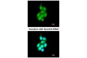 Figure 1. (BAIAP2L1 antibody  (AA 1-226))