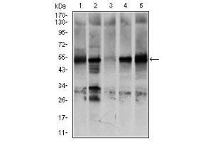 Image no. 8 for anti-Nuclear Receptor Subfamily 6, Group A, Member 1 (NR6A1) antibody (ABIN1491624) (NR6A1 antibody)