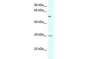 Image no. 1 for anti-Amylase, alpha 2B (Pancreatic) (AMY2B) (AA 130-179) antibody (ABIN6747549) (AMY2B antibody  (AA 130-179))