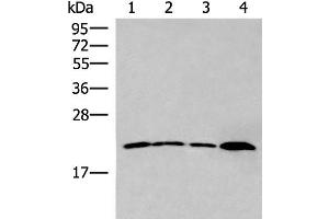 Western blot analysis of 231 cell Human breast cancer tissue Raji cell Human fetal liver tissue lysates using IFNA5 Polyclonal Antibody at dilution of 1:400 (IFNA5 antibody)