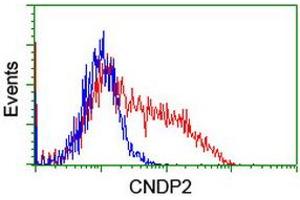 Flow Cytometry (FACS) image for anti-CNDP Dipeptidase 2 (Metallopeptidase M20 Family) (CNDP2) antibody (ABIN1497548) (CNDP2 antibody)