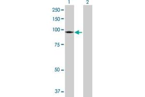 Western Blot analysis of TRPC4AP expression in transfected 293T cell line by TRPC4AP MaxPab polyclonal antibody. (TRPC4AP antibody  (AA 1-797))