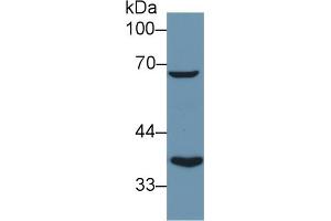 Detection of DLAT in Mouse Kidney lysate using Polyclonal Antibody to Dihydrolipoyl Transacetylase (DLAT)