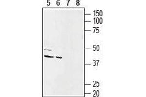 Western blot analysis of rat (lanes 5 and 7) and mouse (lanes 6 and 8) heart membranes:5,6.