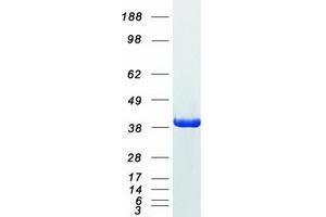 Validation with Western Blot (GAPDH Protein (Myc-DYKDDDDK Tag))