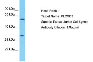 Host: Rabbit Target Name: PLCXD3 Sample Type: Jurkat Whole Cell lysates Antibody Dilution: 1. (PLCXD3 antibody  (C-Term))