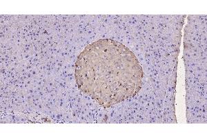 Paraformaldehyde-fixed, paraffin embedded Rat pancreas; Antigen retrieval by boiling in sodium citrate buffer (pH6. (GLP-1 antibody  (AA 1-31))