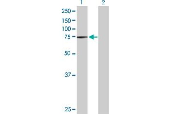 STRA6 antibody  (AA 1-667)