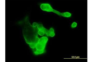 Immunofluorescence of purified MaxPab antibody to EFNA3 on 293 cell.