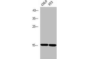 Western blot analysis of COLO 3T3 using p-PEA-15 (S116) antibody. (PEA15 antibody  (pSer116))