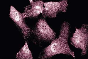 Immunofluorescent staining of Endothelial Cells (ENOS antibody  (AA 1025-1203))