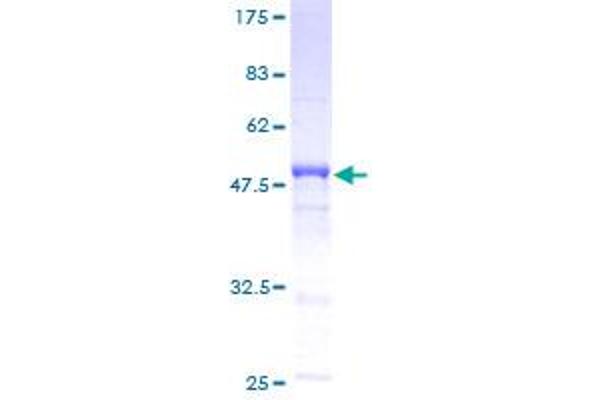 MND1 Protein (AA 1-205) (GST tag)