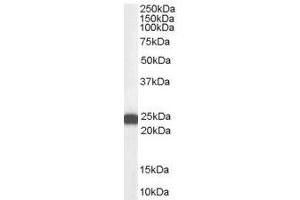 Image no. 1 for anti-BCL2-Associated Athanogene 2 (BAG2) (C-Term) antibody (ABIN374110)