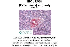 Image no. 2 for anti-Regulator of G-Protein Signaling 1 (RGS1) (C-Term) antibody (ABIN1738849)