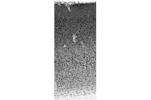 Adult rat neocortex immunohistochemistry. (STMN2 antibody  (C-Term))