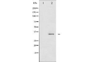 Western blot analysis of CDC2 phosphorylation expression in HepG2 whole cell lysates,The lane on the left is treated with the antigen-specific peptide. (CDK1 antibody  (pTyr15))