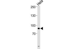 Western Blotting (WB) image for anti-Ubiquitin-Like, Containing PHD and RING Finger Domains, 1 (UHRF1) antibody (ABIN3003938)