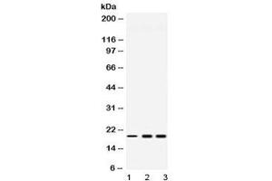 Western blot testing of 1) rat liver, 2) human HeLa and 3) human U-2 OS lysate with PC4 antibody at 0. (SUB1 antibody  (AA 96-127))