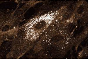 Immunofluorescent staining on Human Intestinal Smooth Muscle (HISM) cells. (Syntaxin 4 antibody  (AA 1-280))