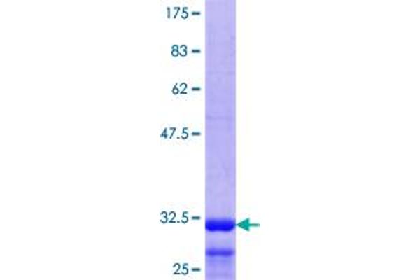 Serotonin Receptor 1E Protein (HTR1E) (AA 206-276) (GST tag)