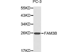 Western blot analysis of PC-3 cell lysate using FAM3B antibody. (FAM3B antibody  (AA 30-235))