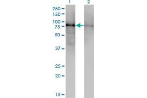 Western Blot analysis of DBR1 expression in transfected 293T cell line by DBR1 monoclonal antibody (M01), clone 3A7. (DBR1 antibody  (AA 445-538))