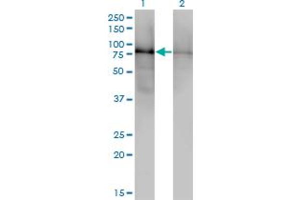 DBR1 Antikörper  (AA 445-538)