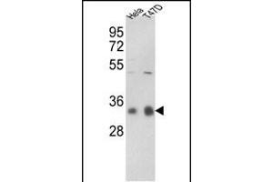 Western blot analysis of hP1CC- (ABIN392846 and ABIN2842268) in Hela, T47D cell line lysates (35 μg/lane). (PPP1CC antibody  (C-Term))