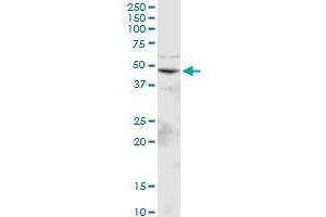 GPRC5C MaxPab polyclonal antibody. (GPRC5C antibody  (AA 1-453))