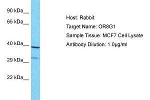 Host: Rabbit Target Name: OR8G1 Sample Type: MCF7 Whole Cell lysates Antibody Dilution: 1. (OR8G1 antibody  (C-Term))