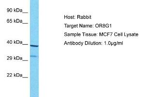 OR8G1 antibody  (C-Term)