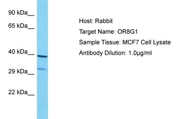 OR8G1 antibody  (C-Term)