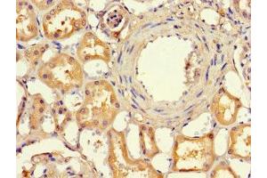 Immunohistochemistry of paraffin-embedded human kidney tissue using ABIN7151414 at dilution of 1:100 (EFCAB7 antibody  (AA 1-158))