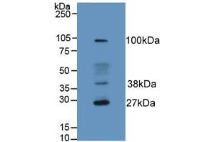 Western blot analysis of Rat Liver Tissue. (HFE2 antibody  (AA 234-416))