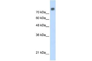 MCM6 antibody used at 0. (MCM6 antibody  (C-Term))