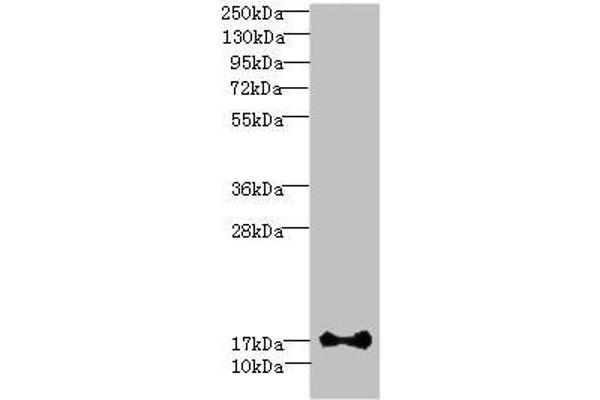 ISCA2 antibody  (AA 9-154)