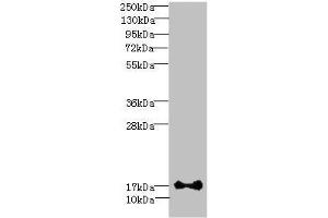 ISCA2 antibody  (AA 9-154)