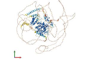 AlphaFold protein structure predicition of Mouse Recombinant Rexo1 Protein, UniprotID Q7TT28 (REXO1 Protein (AA 1-1213) (His tag))