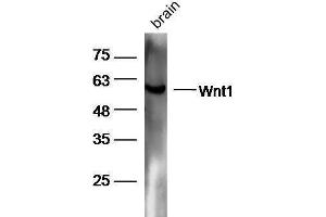 WNT1 antibody  (AA 251-350)