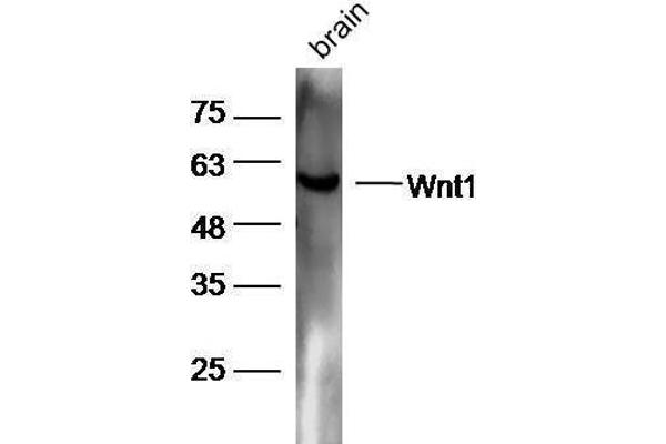 WNT1 antibody  (AA 251-350)