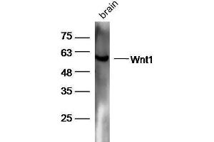 Mouse brain lysates probed with Rabbit Anti-Wnt1 Polyclonal Antibody, Unconjugated  at 1:5000 for 90 min at 37˚C. (WNT1 antibody  (AA 251-350))