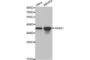 Western blot analysis of extracts of various cell lines, using ANXA1 antibody. (Annexin a1 antibody)