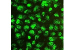 IF analysis of SOX15 using anti-SOX15 antibody (ABIN6719624). (SOX15 antibody  (AA 1-233))