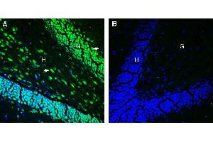 Expression of Tetraspanin 18 in mouse hippocampus. (Tetraspanin 18 antibody  (Extracellular))
