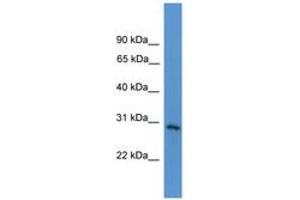 Image no. 1 for anti-Tumor Necrosis Factor Receptor Superfamily, Member 4 (TNFRSF4) (AA 151-200) antibody (ABIN6746547) (TNFRSF4 antibody  (AA 151-200))
