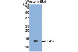 Western Blotting (WB) image for anti-Brain-Derived Neurotrophic Factor (BDNF) (AA 134-238) antibody (ABIN1171946) (BDNF antibody  (AA 134-238))