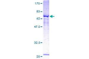 P2RX1 Protein (AA 1-399) (GST tag)